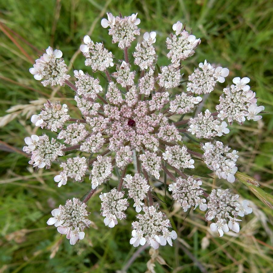 Wild carrot